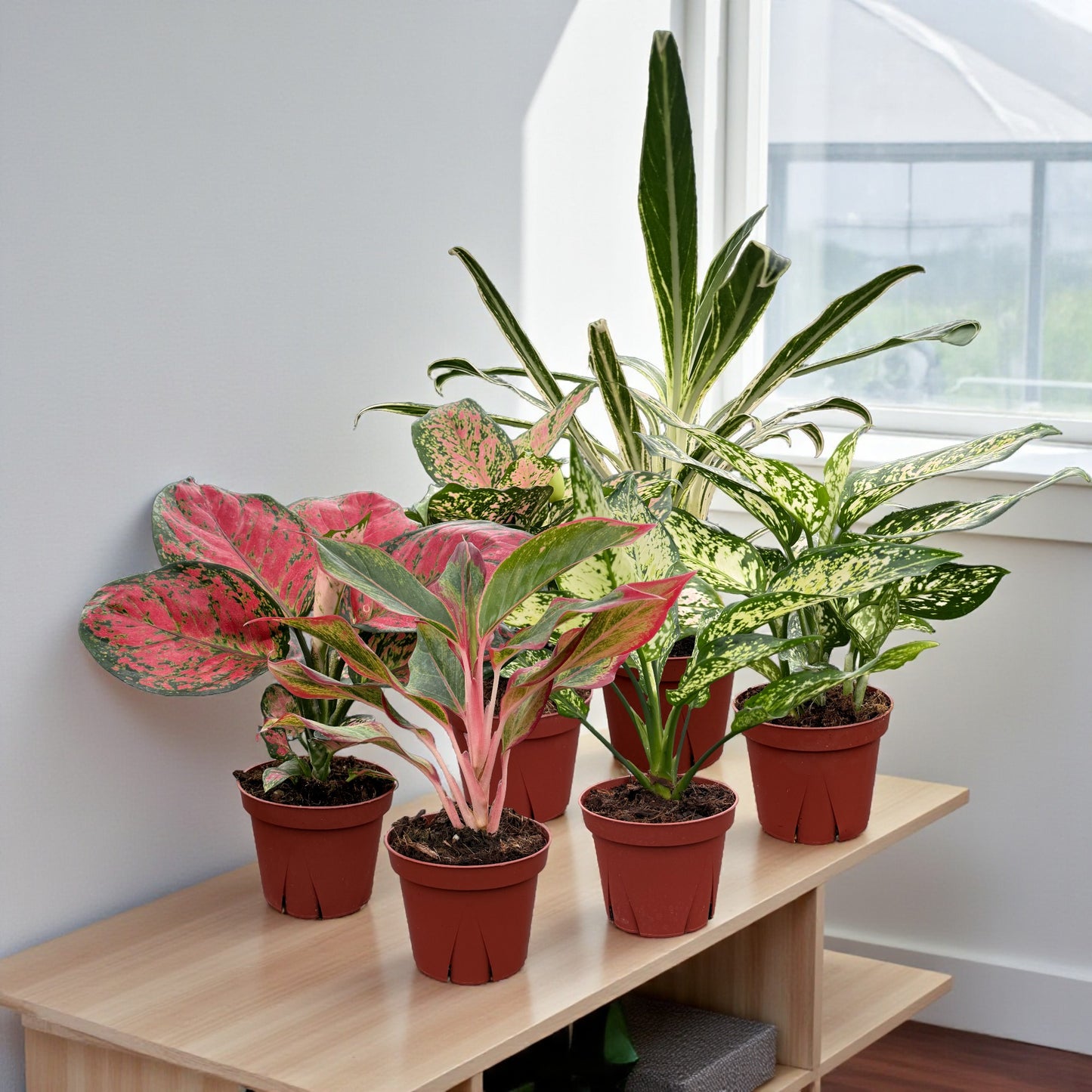 Aglaonema Assorted Collection Pack 4" Nursery Pot (6-Pack)