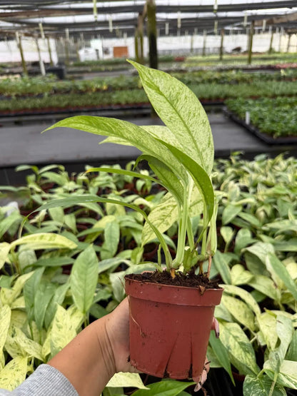 Rhaphidophora Variegated Gorillan Houseplant, Rare Aroid Plant - Live Indoor Plant, Striking Variegated Leaves, Indoor Decor