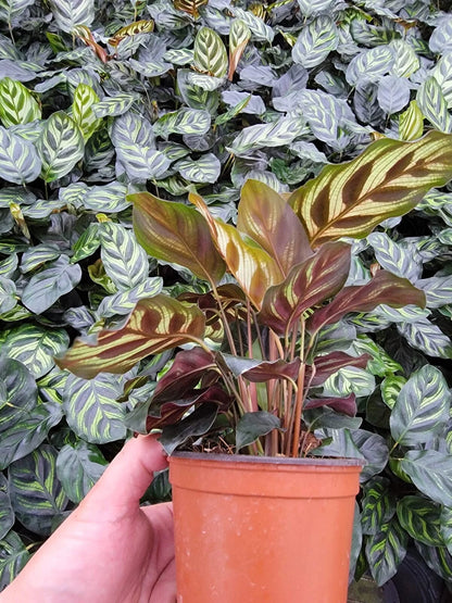 Calathea Makayona