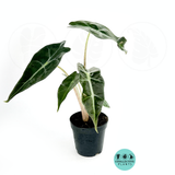Alocasia Polly (African Mask)