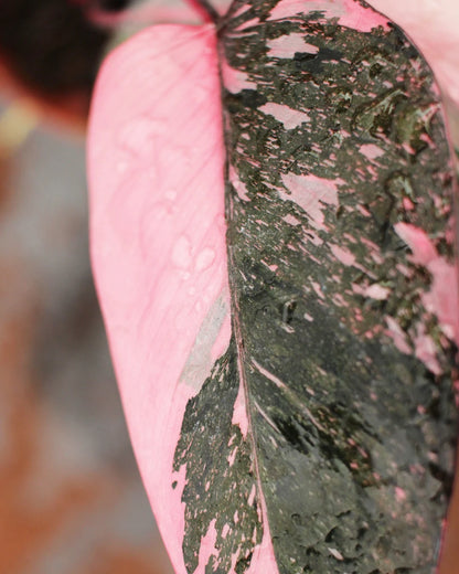 Philodendron Pink Princess Marble Live Plant