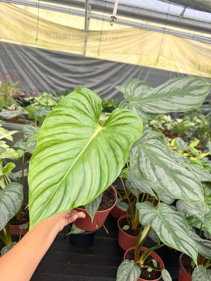 Philodendron Plowmanii Houseplant, Exotic Tropical Plant - Indoor Decor, Easy Care, Crawling Growth, Collector Plant