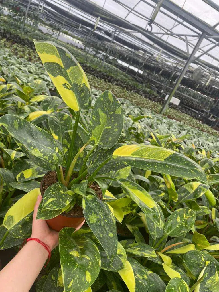 2" Pot Philodendron Green Congo Variegated | Rare Variegated Philodendron | Live Indoor Tropical Houseplant