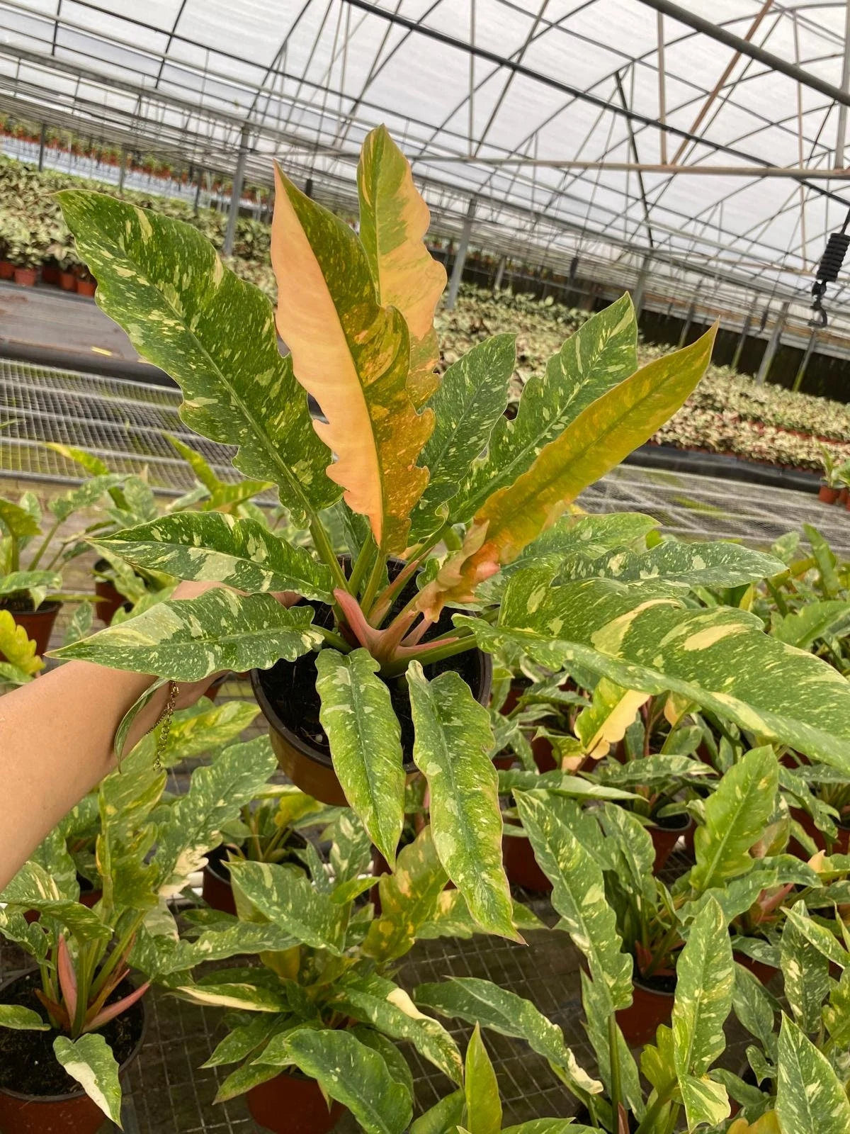 Philodendron Narrow Ring of Fire – Rare Variegated Serrated Philodendron | Tropical Indoor Aroid Plant