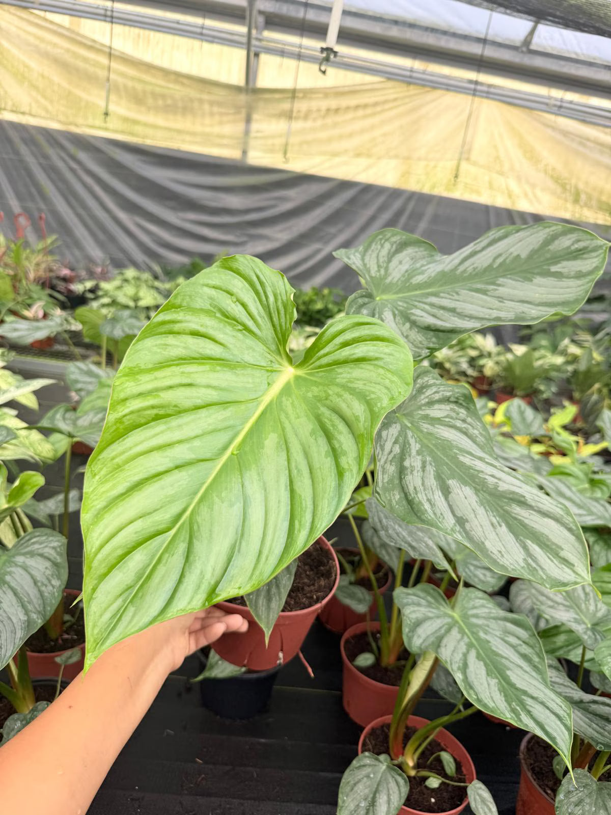 Philodendron Plowmanii Houseplant, Exotic Tropical Plant - Indoor Decor, Easy Care, Crawling Growth, Collector Plant