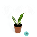 Philodendron White knight 2  Inch