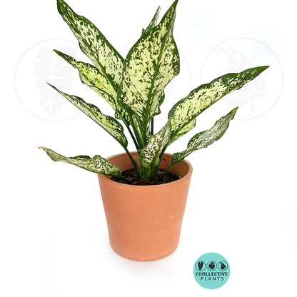 Aglaonema Spring Snow White Variegated Live Plant