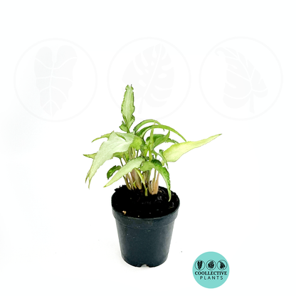 Syngonium Silver Fox 2 Inch