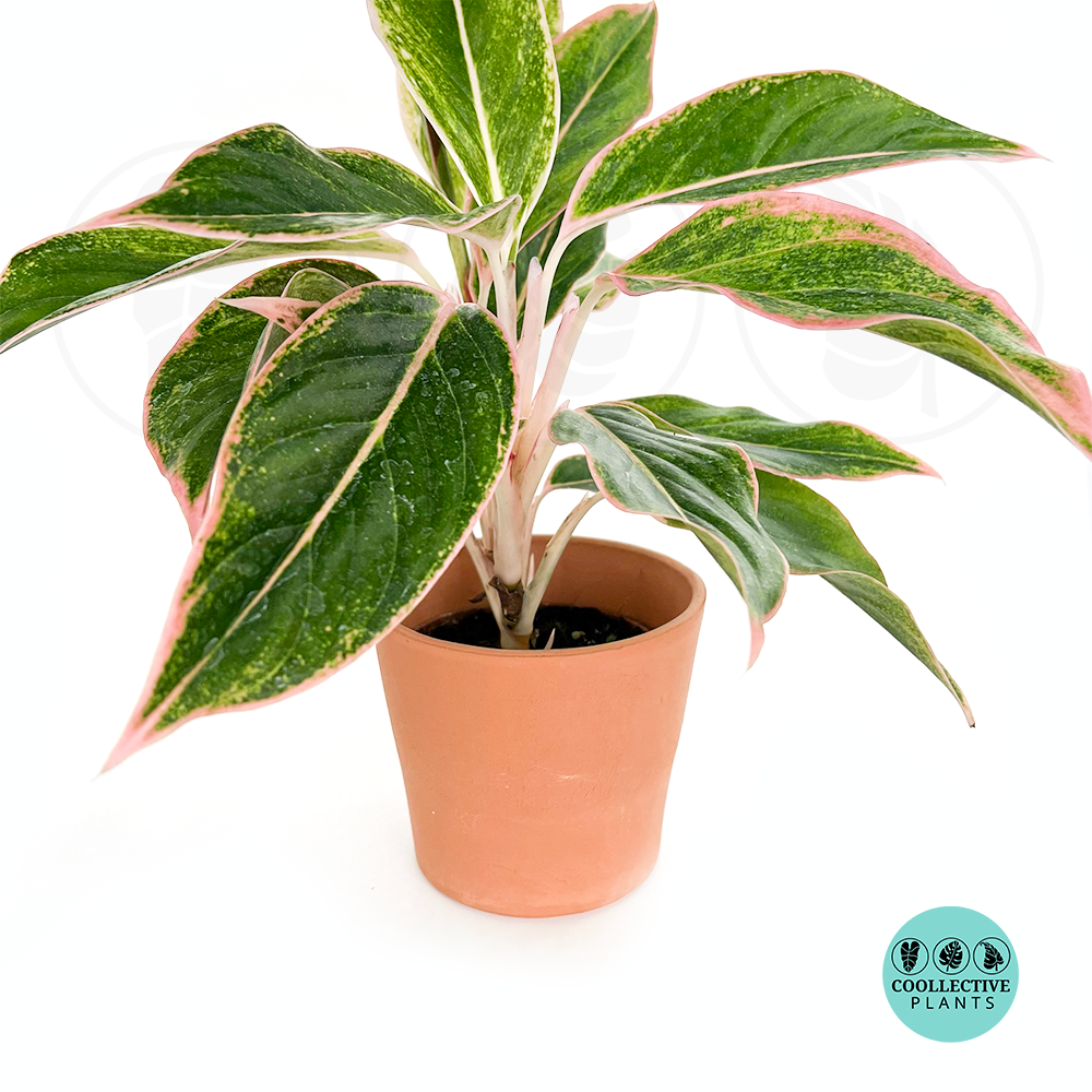 Aglaonema Siam Pink