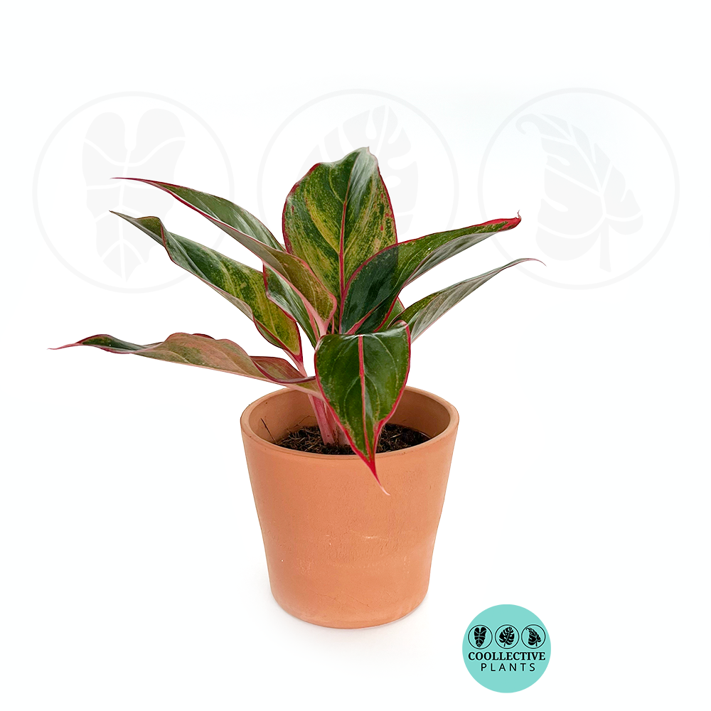 aglaonema siam dwell Aglaonema Siam Red – Coollective Plants