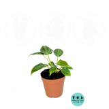 Philodendron Verrucosum 4 Inch