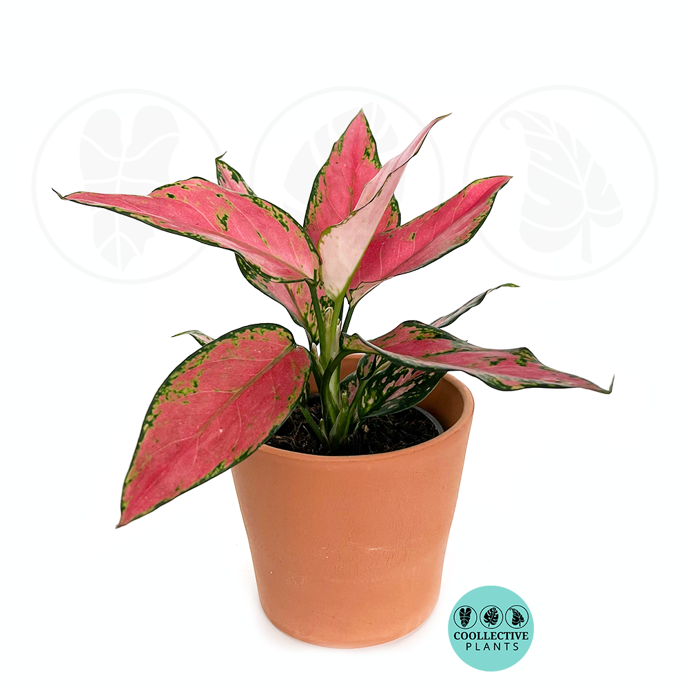 Aglaonema Red
