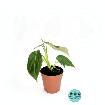 Philodendron Glorious (Gloriosum × Melanochrysum) | Rare Velvet Climbing Aroid | 4” Live Indoor Plant