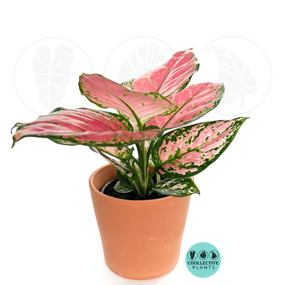 Aglaonema Cherry Red Pink Live Plant