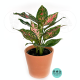 6" Aglaonema Lucky Red