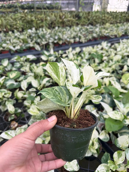 4" Pothos Mangula Live Plant: Unique Indoor Vine, Beginner Friendly Houseplant