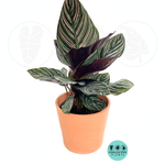 Calathea Ornata Pink Stripe (2–4/6 inch plant)