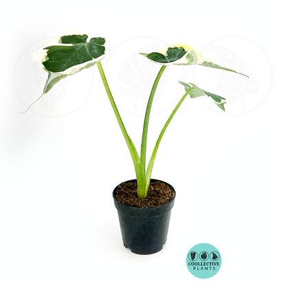 Alocasia Mickey Mouse Variegata Rare Live Plant