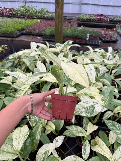 Rhaphidophora Variegated Gorillan Houseplant, Rare Aroid Plant - Live Indoor Plant, Striking Variegated Leaves, Indoor Decor