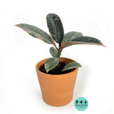 Ficus Ruby Variegated