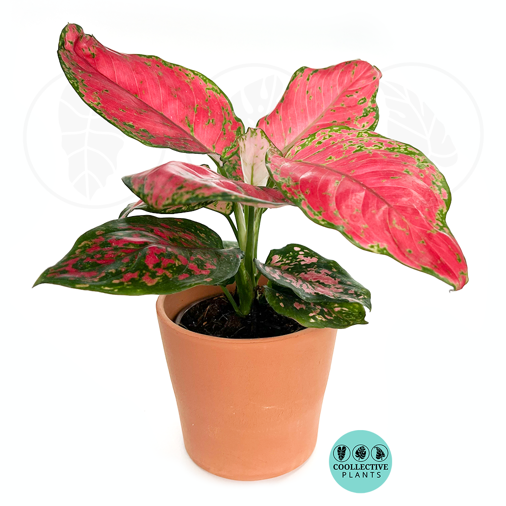 aglaonema red valentine price Aglaonema Red Valentine