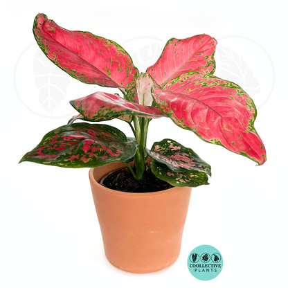 Aglaonema Red Valentine 6 Inch Live Plant