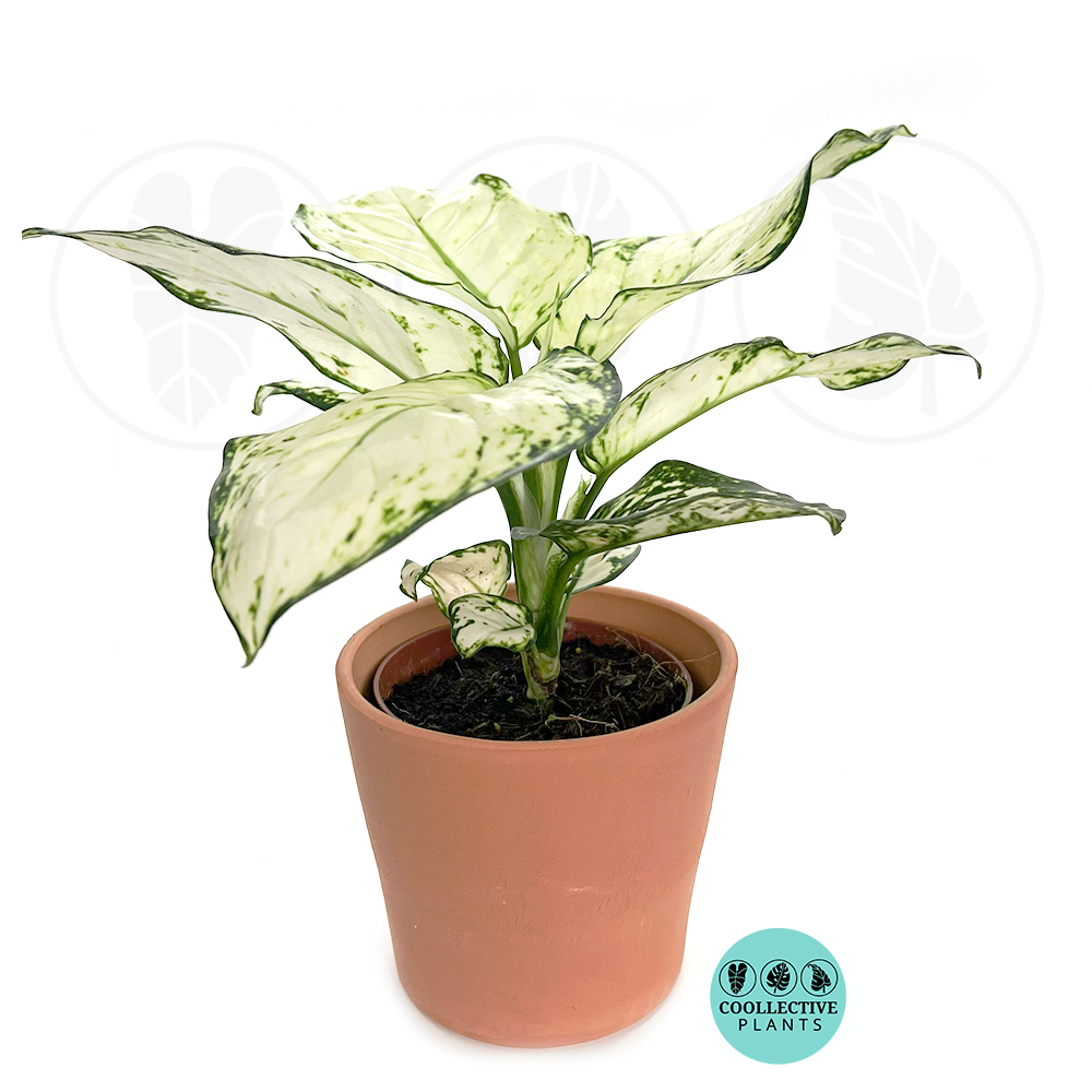 Aglaonema Super White – Rare Chinese Evergreen Indoor Houseplant