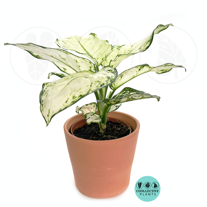 Aglaonema Super White Rare Live Plant