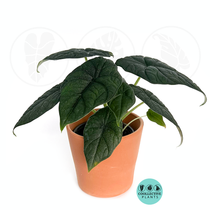 Alocasia Rugosa Melo 4-6 Inch Rare Live Plant