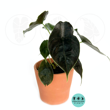 Alocasia Azlanii (Red Mambo)