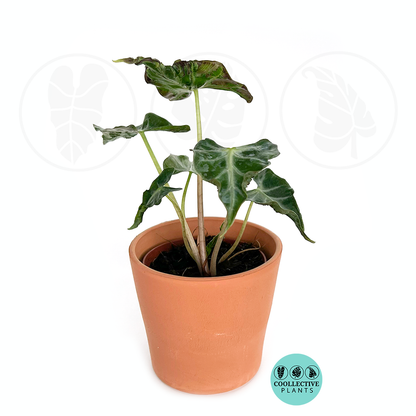 Alocasia Loco Rare Live Plant