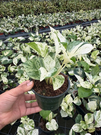 4" Pothos Mangula Live Plant: Unique Indoor Vine, Beginner Friendly Houseplant