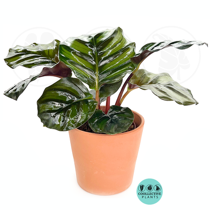 Calathea Fasciata Rare Live Prayer Plant