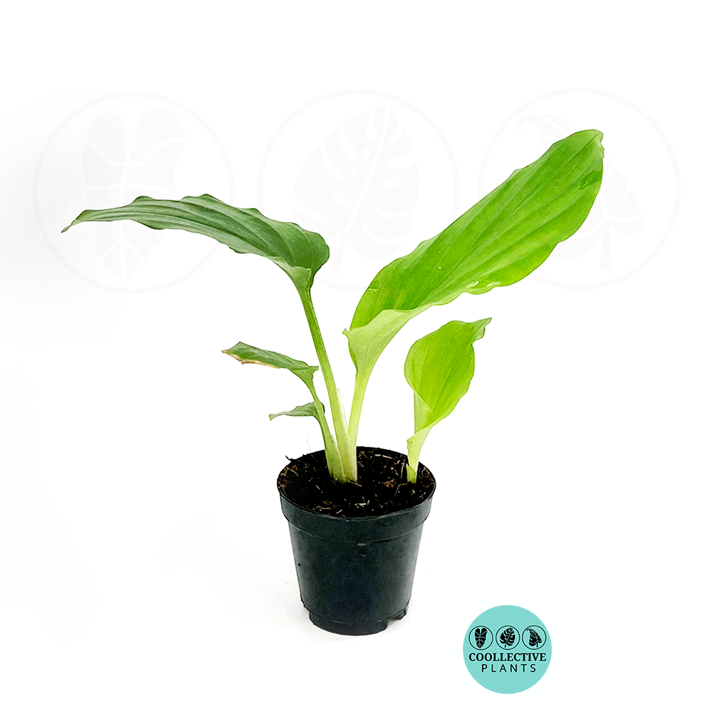 Kaempferia elegans 2 inch