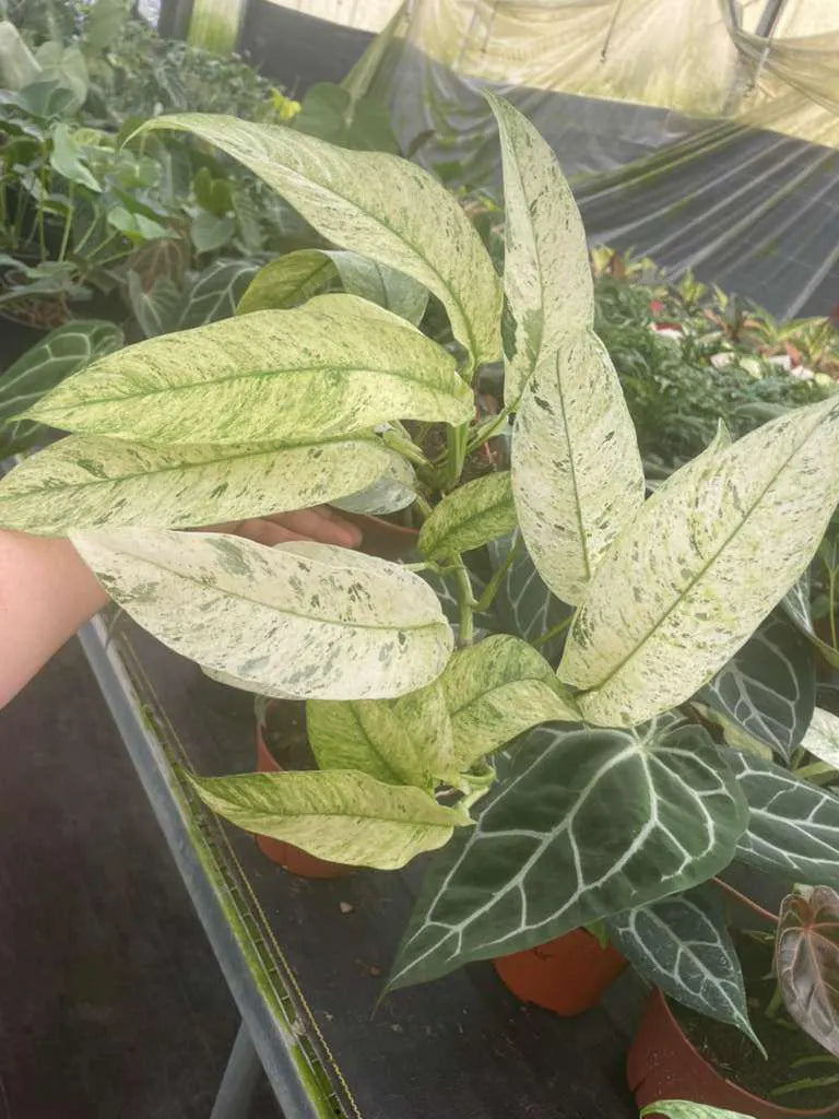 Rhaphidophora Variegated Gorillan Houseplant, Rare Aroid Plant - Live Indoor Plant, Striking Variegated Leaves, Indoor Decor