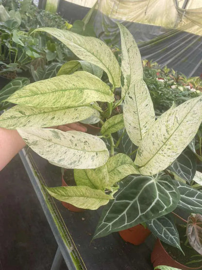 Rhaphidophora Variegated Gorillan Houseplant, Rare Aroid Plant - Live Indoor Plant, Striking Variegated Leaves, Indoor Decor