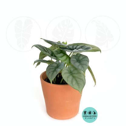 Alocasia Silver Dragon 4-6 Inch Live Plant