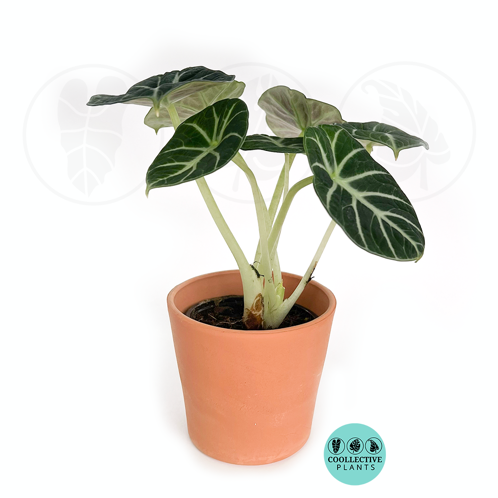 Alocasia Ninja (2–4 inch plant)