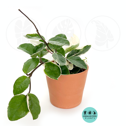 Hoya Albo Carnosa 4 Inch Variegated Wax Plant Live Tropical Hoya