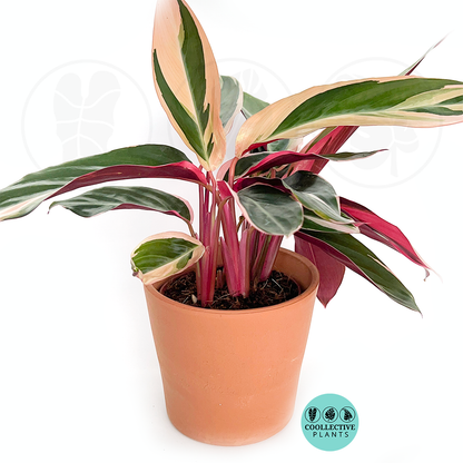 Stromanthe Triostar – Rare Multi-Color Prayer Plant | Pink, Cream & Green Indoor Houseplant