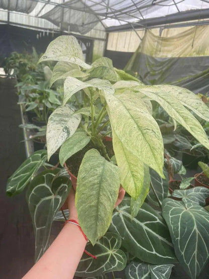 Rhaphidophora Variegated Gorillan Houseplant, Rare Aroid Plant - Live Indoor Plant, Striking Variegated Leaves, Indoor Decor