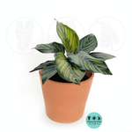 Calathea Beauty Star (2–4/6 inch plant)