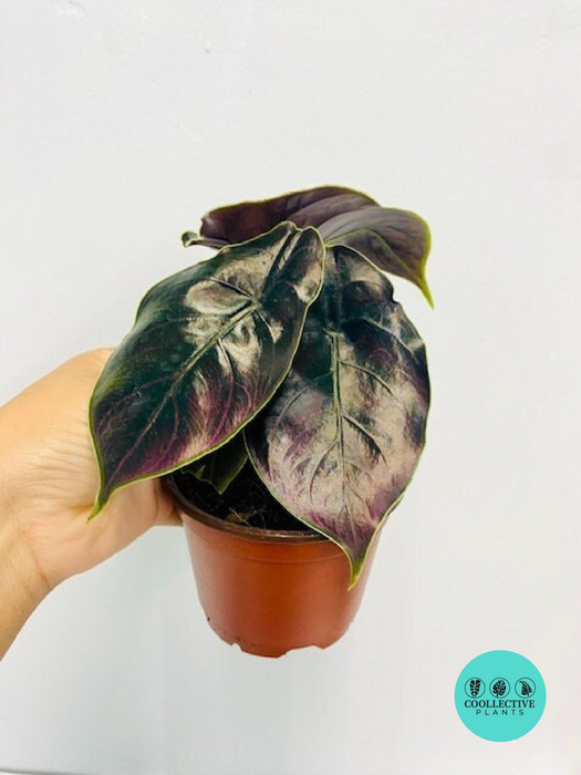 Alocasia Azlanii (Red Mambo)