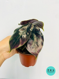 Alocasia Azlanii (Red Mambo)
