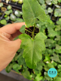 Alocasia Brancifolia Nishihira