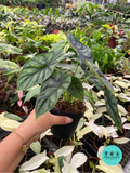 Alocasia Dragon Scale