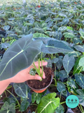 Alocasia Frydek