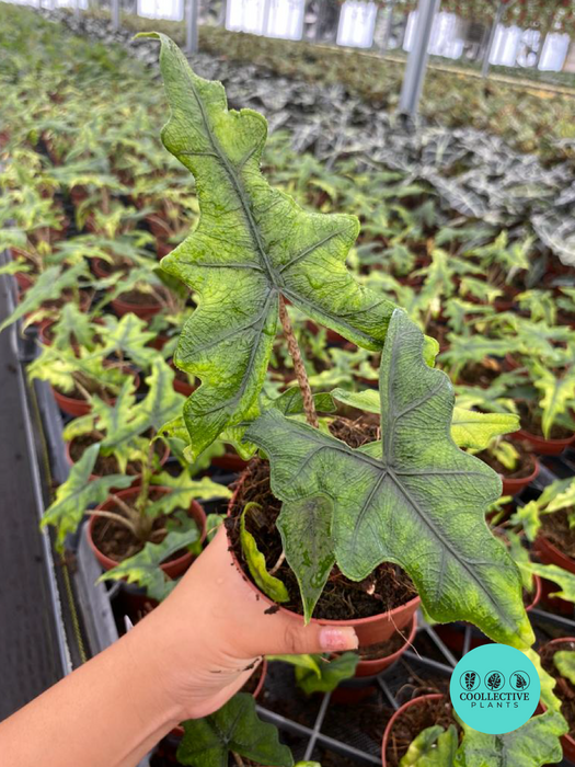 Alocasia Jacklyn "Rare Plant"