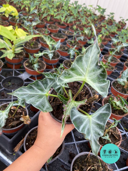 Alocasia Loco Rare Live Plant