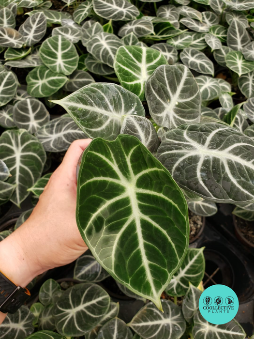 Alocasia Ninja (2–4 inch plant)